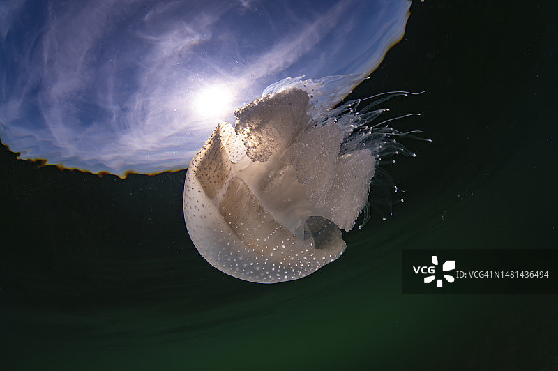 日落时分的水母图片素材