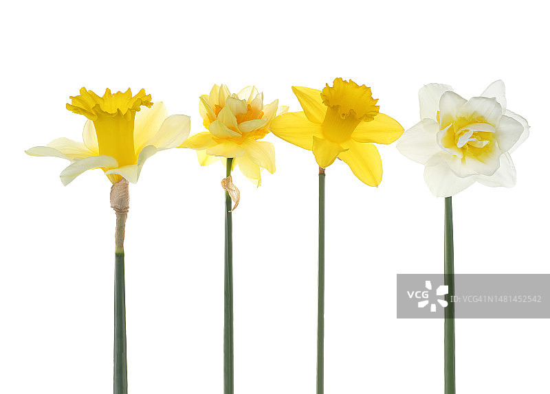 一排四种不同香味的水仙花图片素材