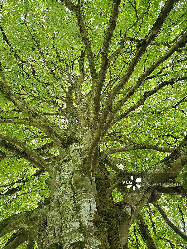 仰望树枝和绿色树冠。库尔公园内的树木，爱尔兰威克洛郡图片素材