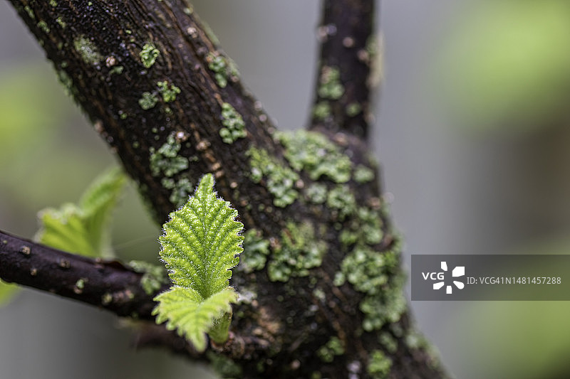 春天里新发的嫩叶图片素材