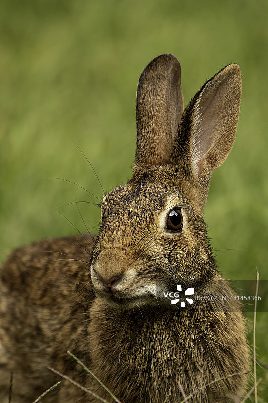 美洲兔特写图片素材