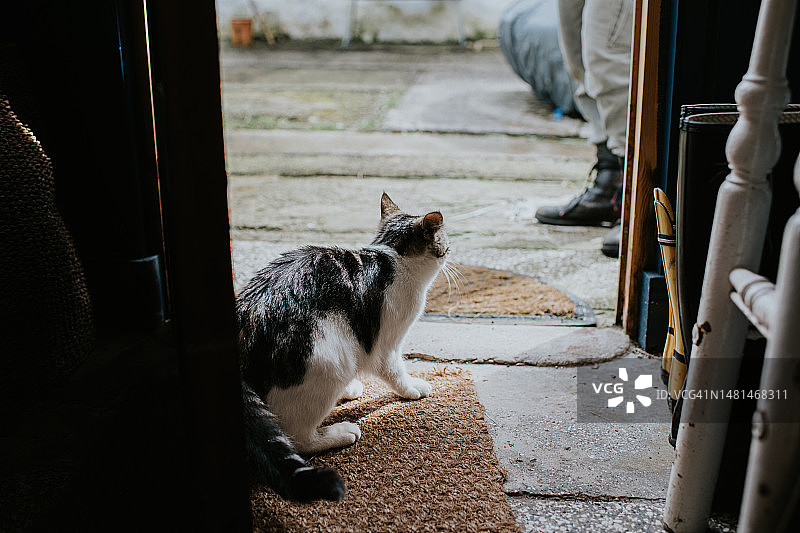 一只年轻的猫试探性地从门里向外看，显得非常紧张图片素材