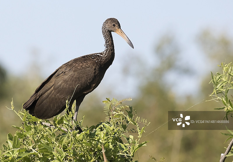 美洲林鹬图片素材