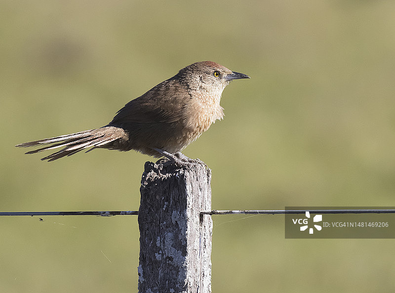 雀胸刺莺图片素材