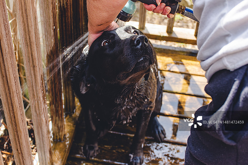 狗狗在家洗澡图片素材