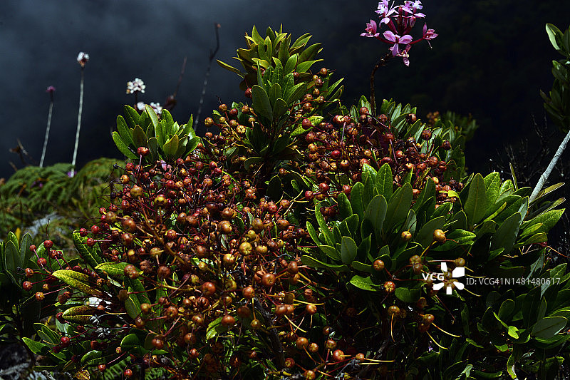 热带花卉图片素材