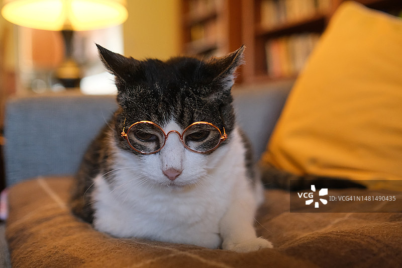 思考中的学者格雷图片素材