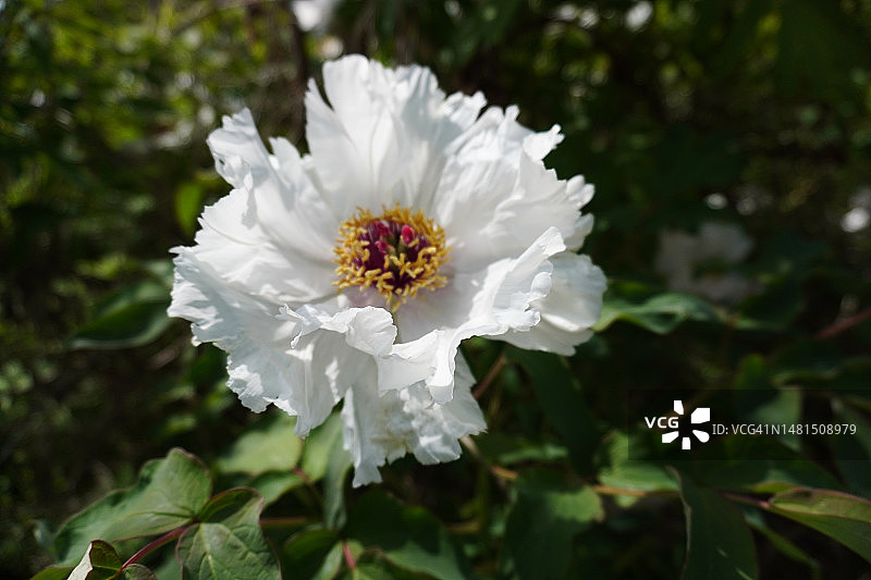白色牡丹花图片素材