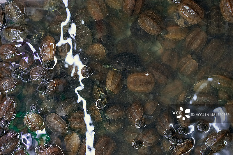 中华花龟宠物图片素材