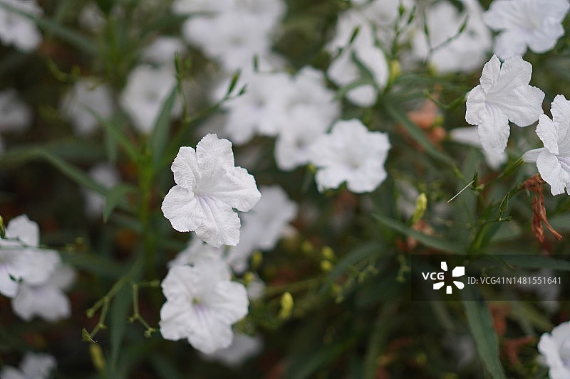 鸭嘴花：白色花朵在花园中绽放图片素材
