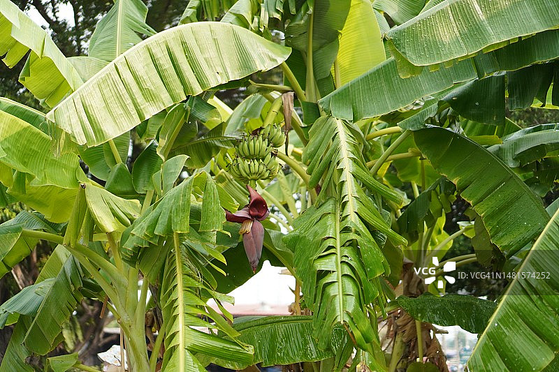 Pisang Awak香蕉树上的花和果实图片素材