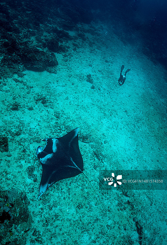 与蝠鲼相遇图片素材