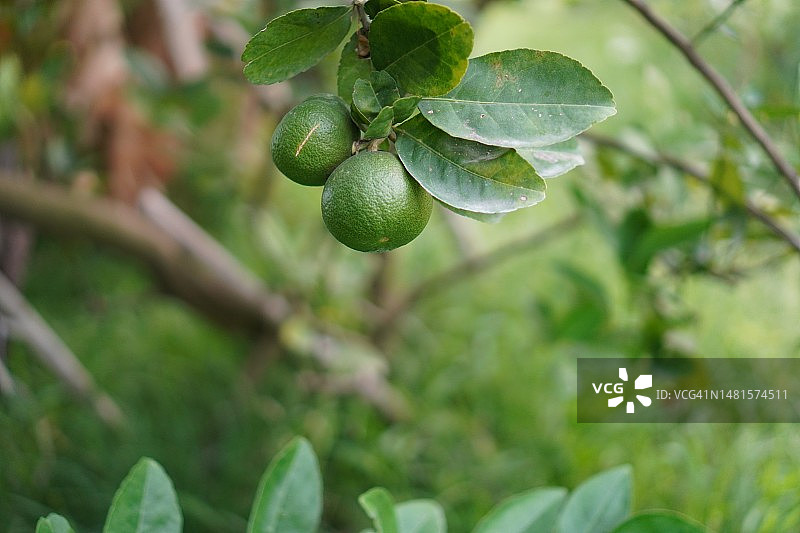 树上的柠檬，模糊的自然背景，酸味水果青柠图片素材