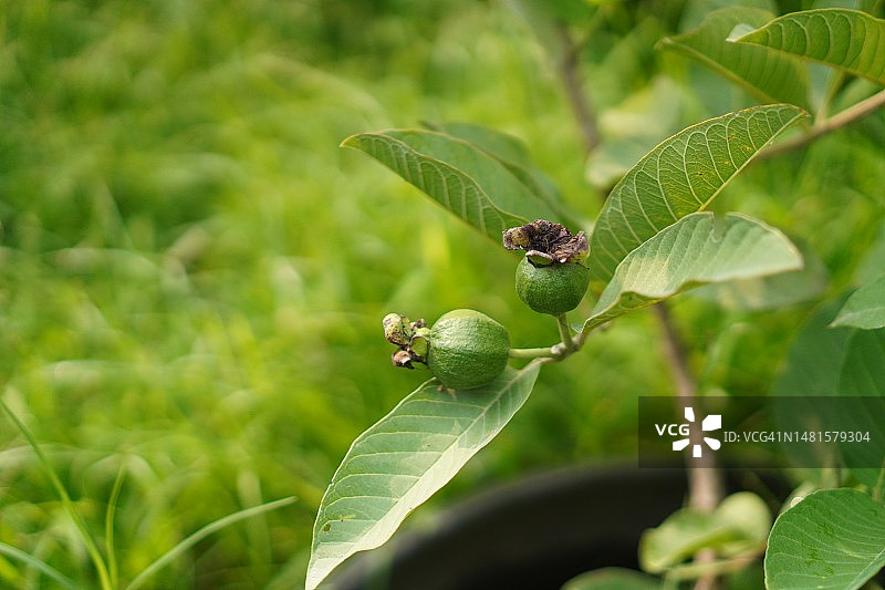 番石榴图片素材