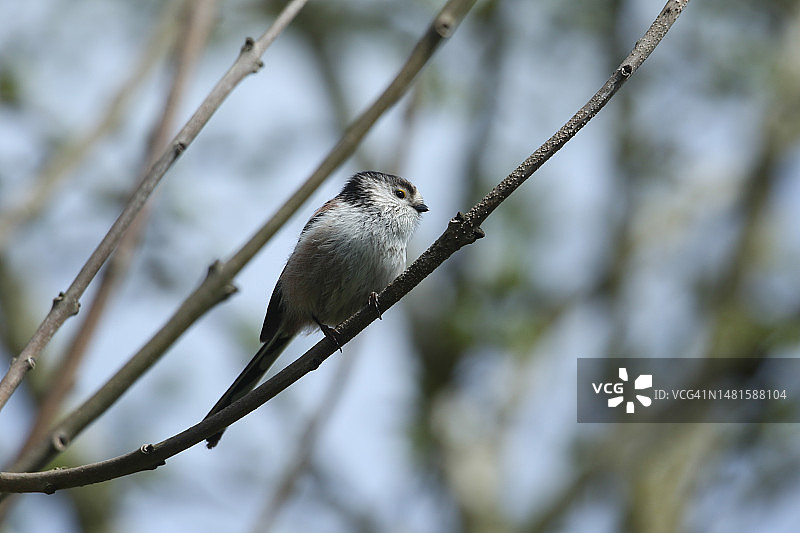 一只漂亮的银喉长尾山雀栖息在树枝上图片素材
