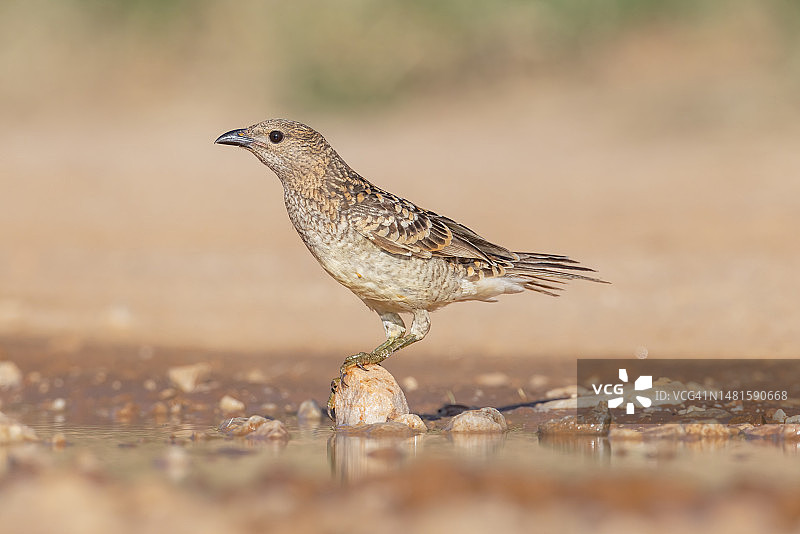 澳大利亚昆士兰州的有斑点园丁鸟图片素材