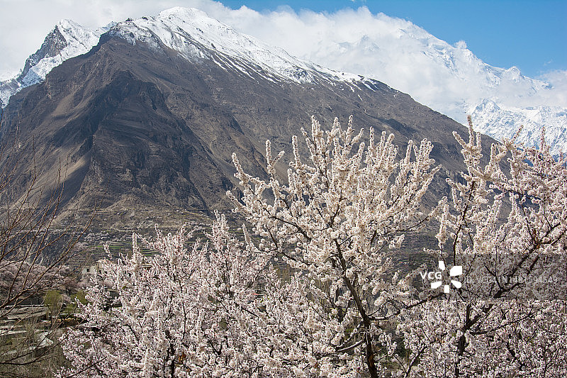巴基斯坦罕萨的樱花图片素材