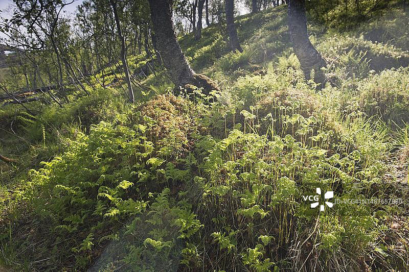 挪威奎瓦岛白桦林图片素材