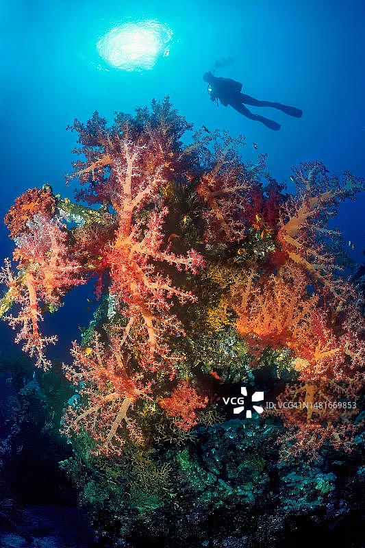 红海软珊瑚群逆光照，背景为水下灯光潜水员，埃及西奈沙姆沙伊赫穆罕默德角图片素材