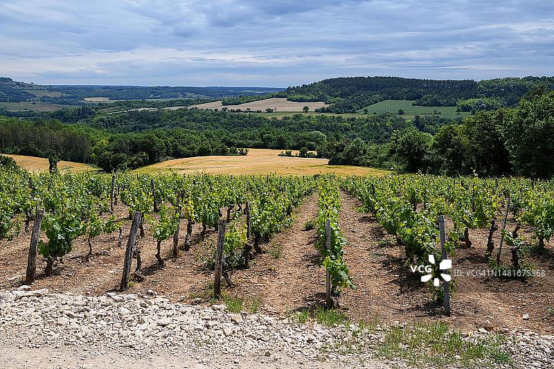 韦泽莱附近的葡萄园，法国勃艮第-弗朗什-孔泰大区图片素材