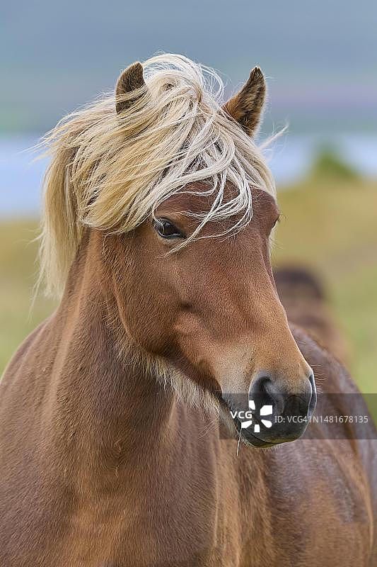 冰岛马图片素材
