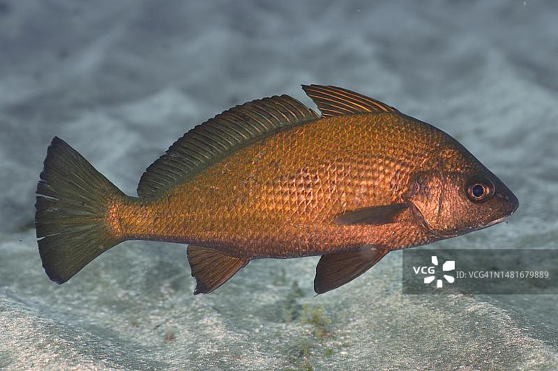 大西洋西班牙加那利群岛褐石首鱼图片素材