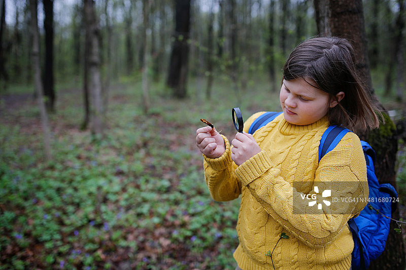 春天森林里，少女用放大镜研究发芽的枫树种子图片素材
