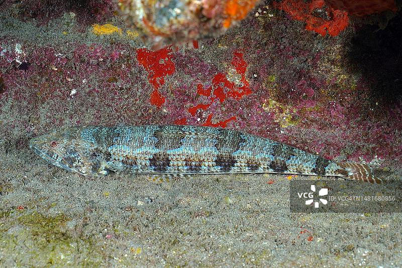 蜥蜴鱼图片素材