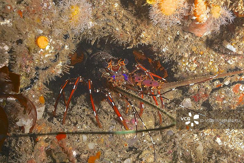 长腿多刺龙虾(Panulirus longipes),南非夸祖鲁-纳塔尔省阿里瓦尔浅滩潜水点图片素材