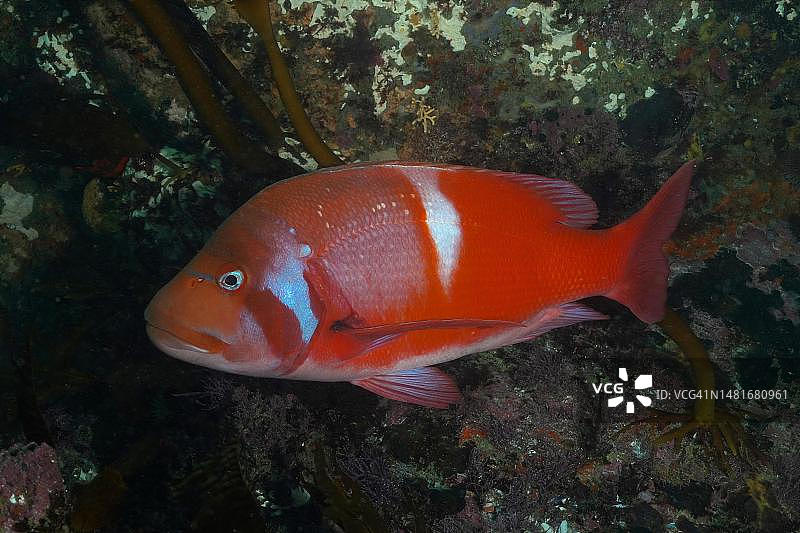 红罗马鲷鱼，好望角福尔斯湾潜水点，南非开普敦图片素材