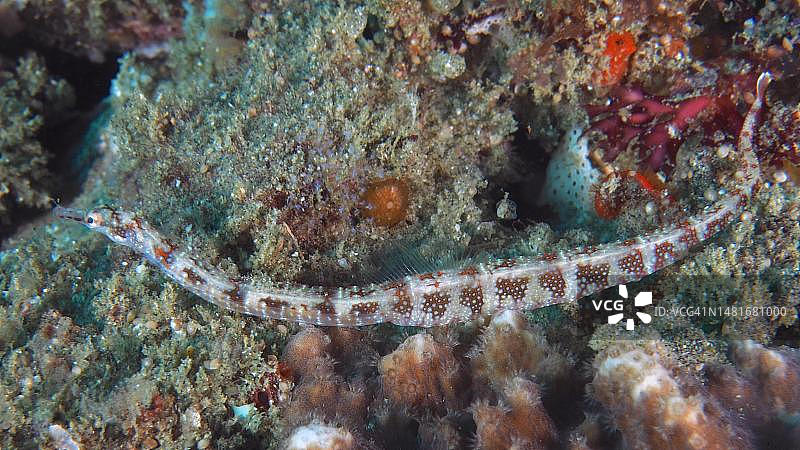 网纹海龙，索德瓦纳湾国家公园潜水点，夸祖鲁-纳塔尔省马普塔兰海洋保护区，南非图片素材