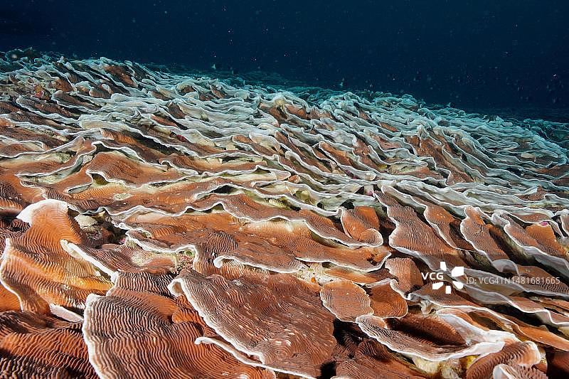巨型珊瑚图片素材