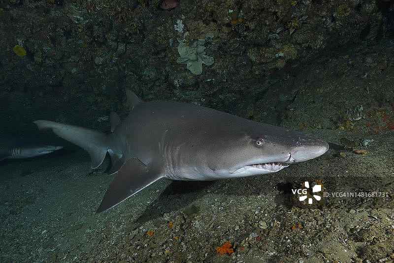 虎鲨(Carcharias taurus)洞穴,南非夸祖鲁-纳塔尔省马盖特普罗梯亚班克斯潜水点图片素材