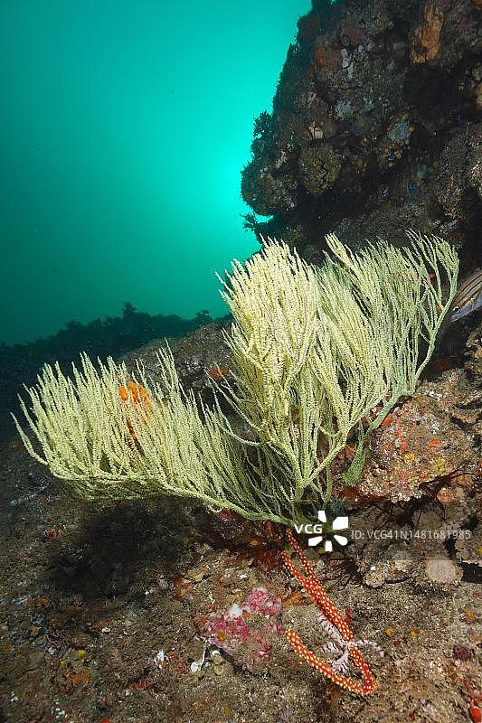 绿灌木柳珊瑚，阿里瓦尔肖尔潜水点，乌姆科马斯，夸祖鲁-纳塔尔省，南非图片素材
