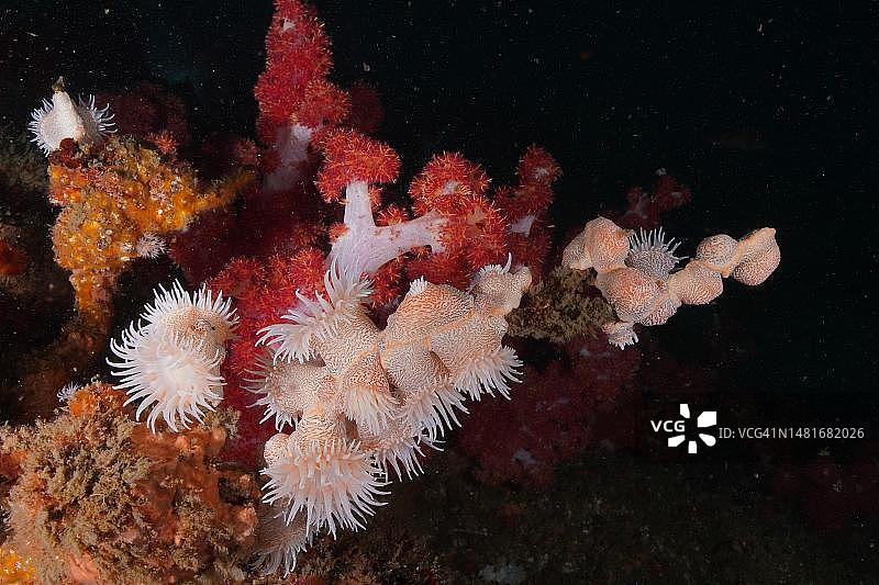 老虎海葵,柳珊瑚(学名:Nemanthus annamensis),阿里瓦尔沙洲潜水点,位于南非夸祖鲁-纳塔尔省乌姆科马斯图片素材