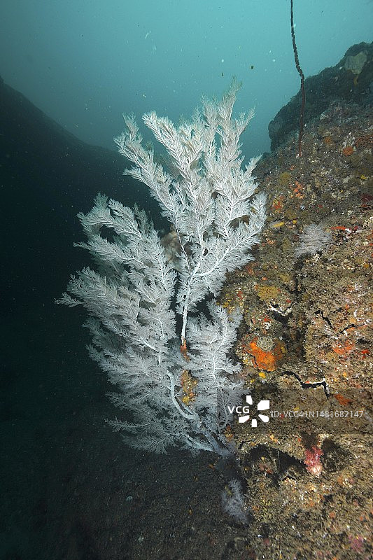 圣诞树珊瑚图片素材