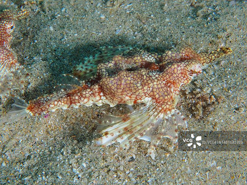 小飞龙鱼,海龙鱼,索德瓦纳湾国家公园潜水点,马普塔兰海洋保护区,夸祖鲁-纳塔尔省,南非图片素材