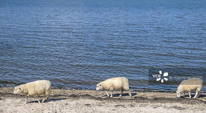 德国石勒苏益格-荷尔斯泰因州北弗里西亚弗尔岛瓦登海上的绵羊图片素材