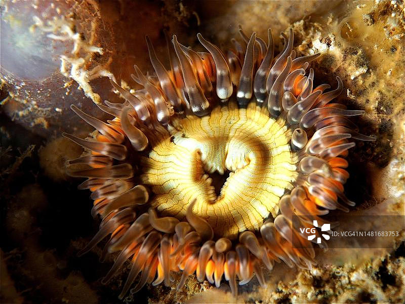 大海瑞斯群岛潜水点的白水百合图片素材