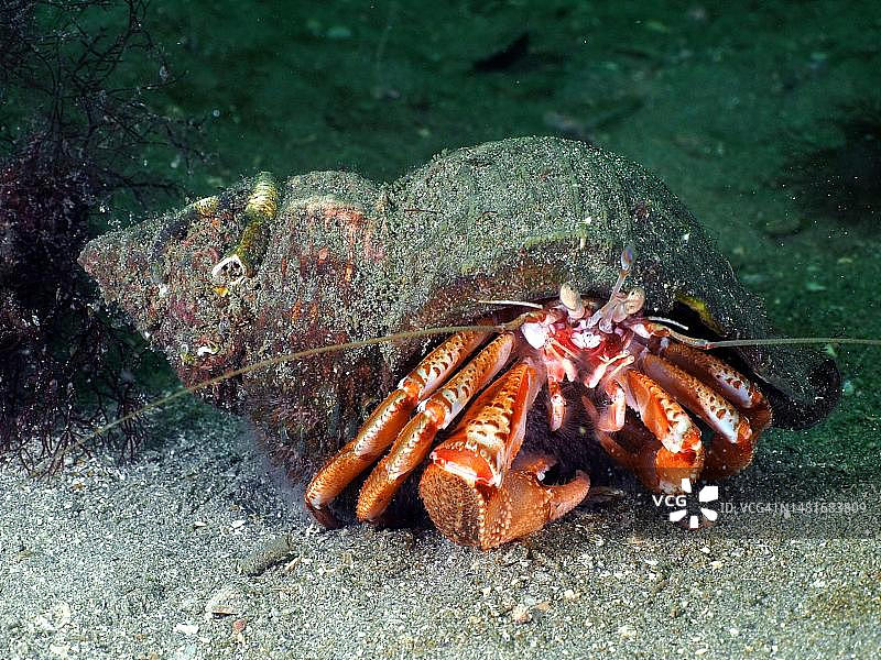 条纹寄居蟹，北大西洋爱尔兰图片素材