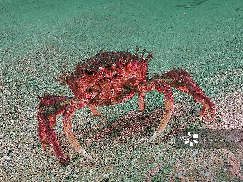 海蜘蛛(Maja squinado) (Maja brachydactyla)， maharrees群岛潜水地点，Castlegregory, Co. Kerry，爱尔兰海，北大西洋，爱尔兰图片素材