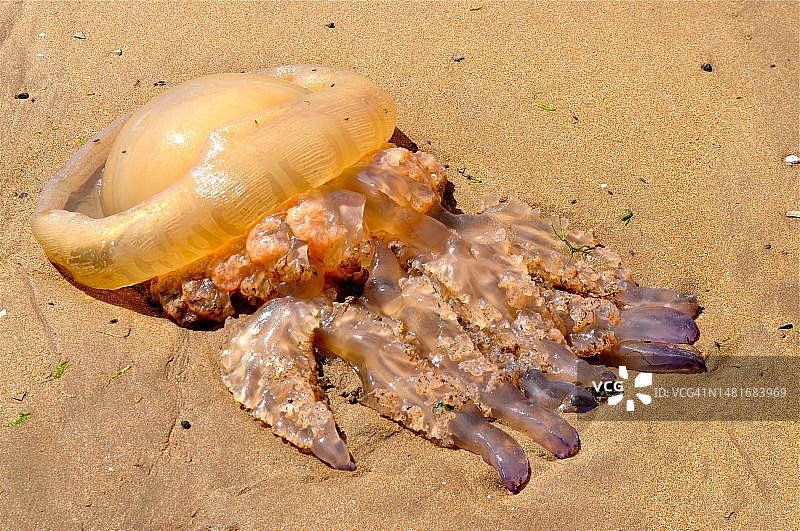 搁浅的桶状水母（Rhizostoma pulmo）被冲上岸，丁格尔半岛，凯里郡，爱尔兰海，北大西洋，爱尔兰图片素材