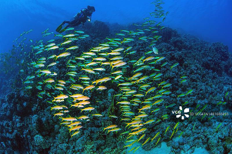 潜水员游过印度洋马尔代夫的黄鳍山羊鱼群图片素材