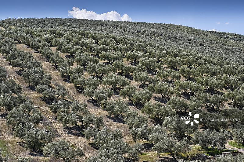 西班牙安达卢西亚的油橄榄树林图片素材