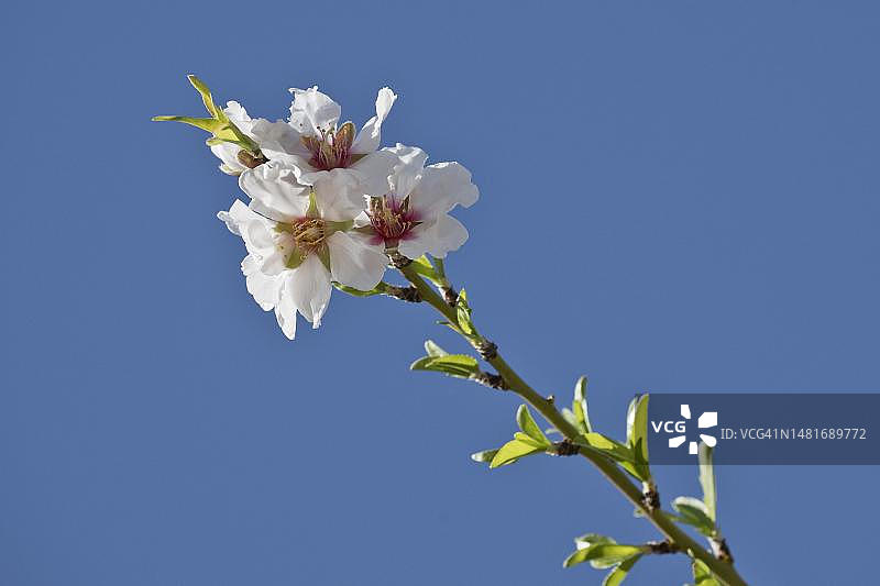 西班牙安达卢西亚的杏花（Prunus dulcis）图片素材