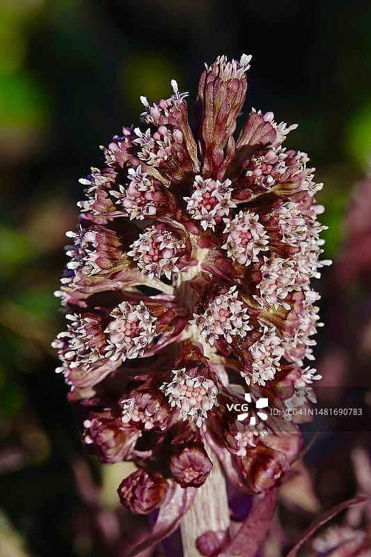 德国蜂斗菜图片素材