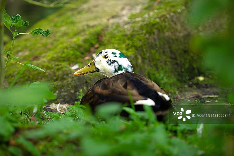 德国黑森林巴特维尔德巴德灌木丛中的鸭子图片素材