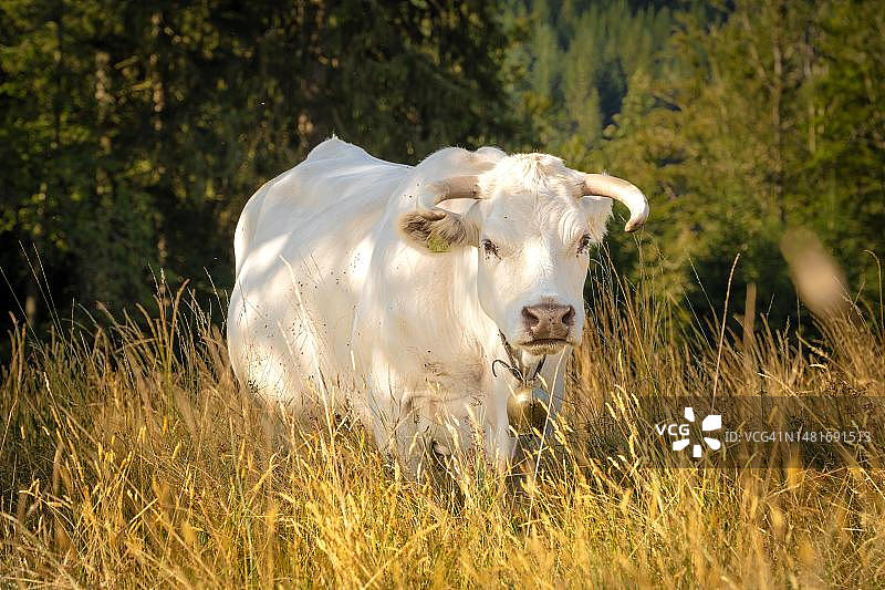 带角和铃铛的白色奶牛站在牧场上，位于德国黑森林巴德维尔德巴德图片素材