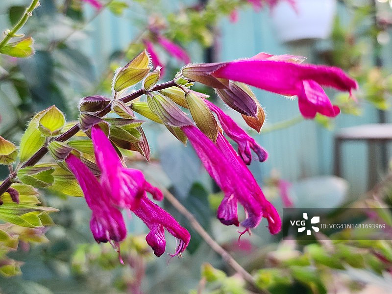 花园里美丽的亮粉色花朵：多里西亚鼠尾草图片素材