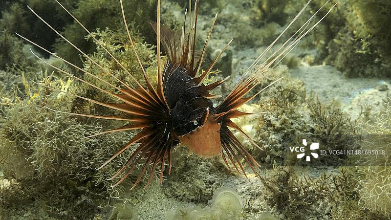 辐射蓑鲉（Pterois radiata）或红海狮子鱼（Pterois cincta）在覆盖着藻类的海床上游动。红海，埃及图片素材